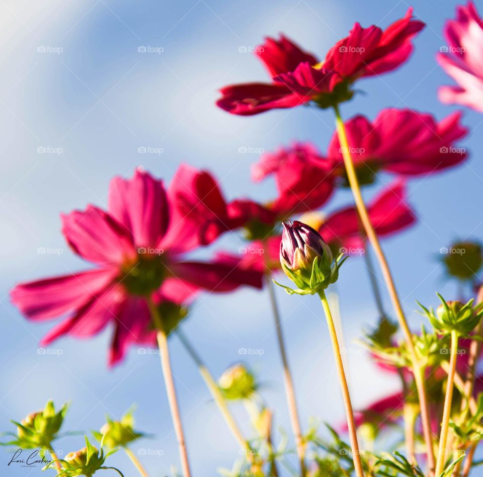 The Birth of the Cosmos