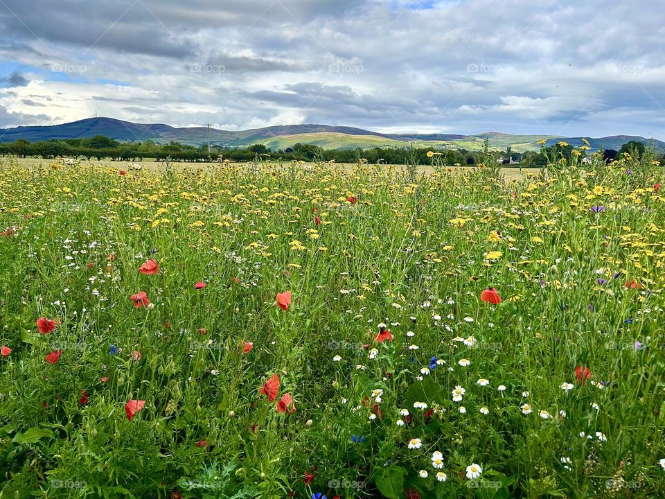 Wildflower meadow