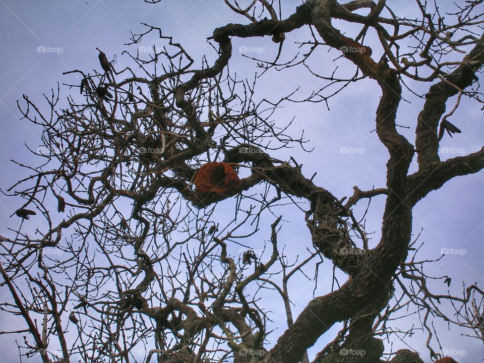 galhos secos - tree And dry branches