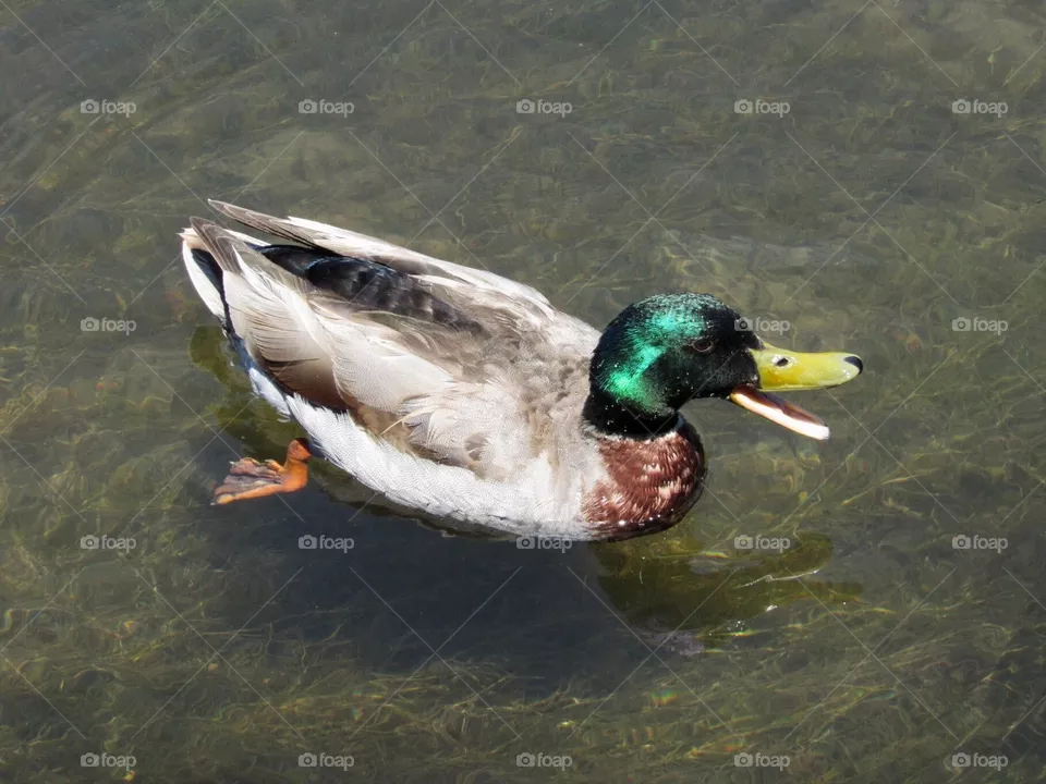 Duck
