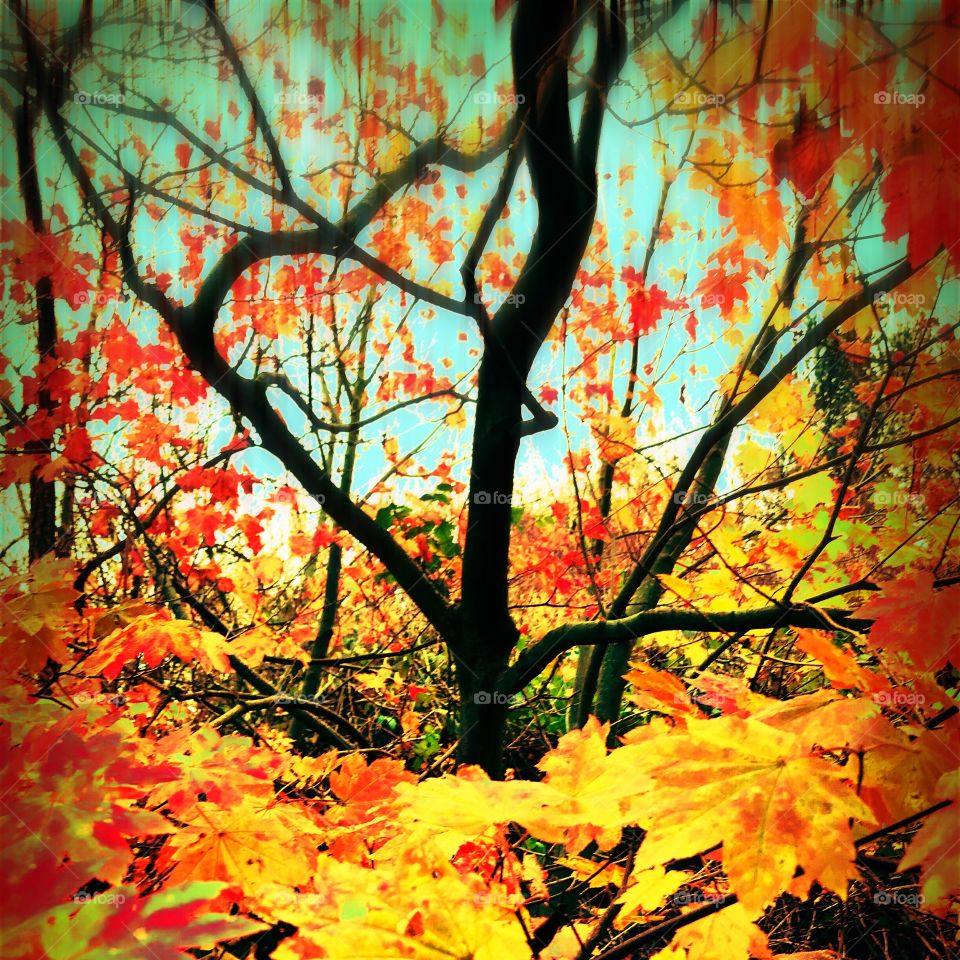Autumnal maple tree abstract 