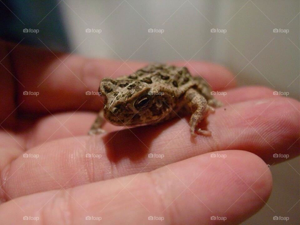 Toad