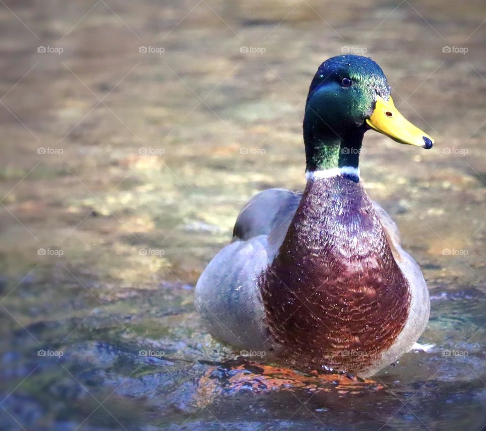 A mallard duck enjoys bathing in the clear waters of a creek in Washington State 
