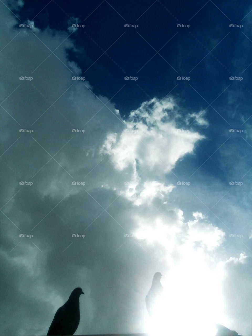 I LOOK UP FROM WHERE I WAS SITTING YOU SEE , AND LO AND BEHOLD , A PIGEON LOOKED LIKE IT CAME OUT FROM A GLORIOUS RAY OF SUNBEAM , LOOKING STUNNINGLY !! WHILE ANOTHER LOOKED VERY QUIETLY.