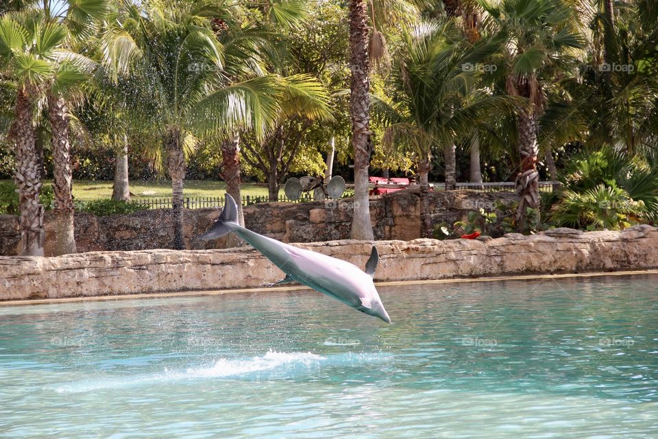 Dolphin in the Bahamas 