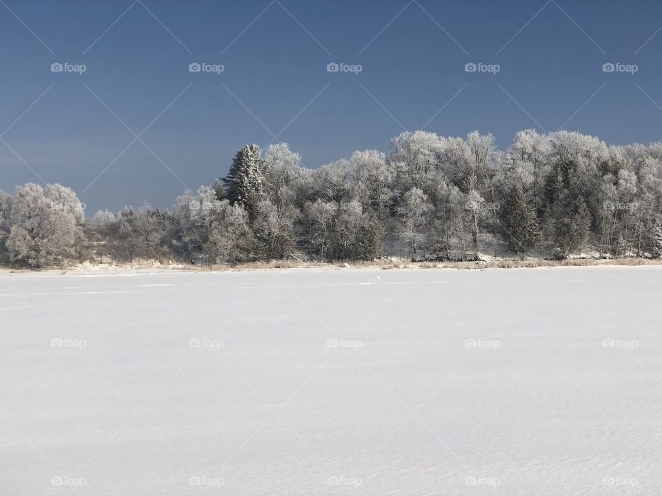 Snow covered trees on a freshwater lake
