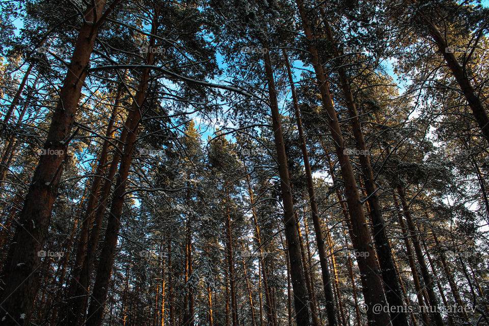 Walk in the Shuvakish park