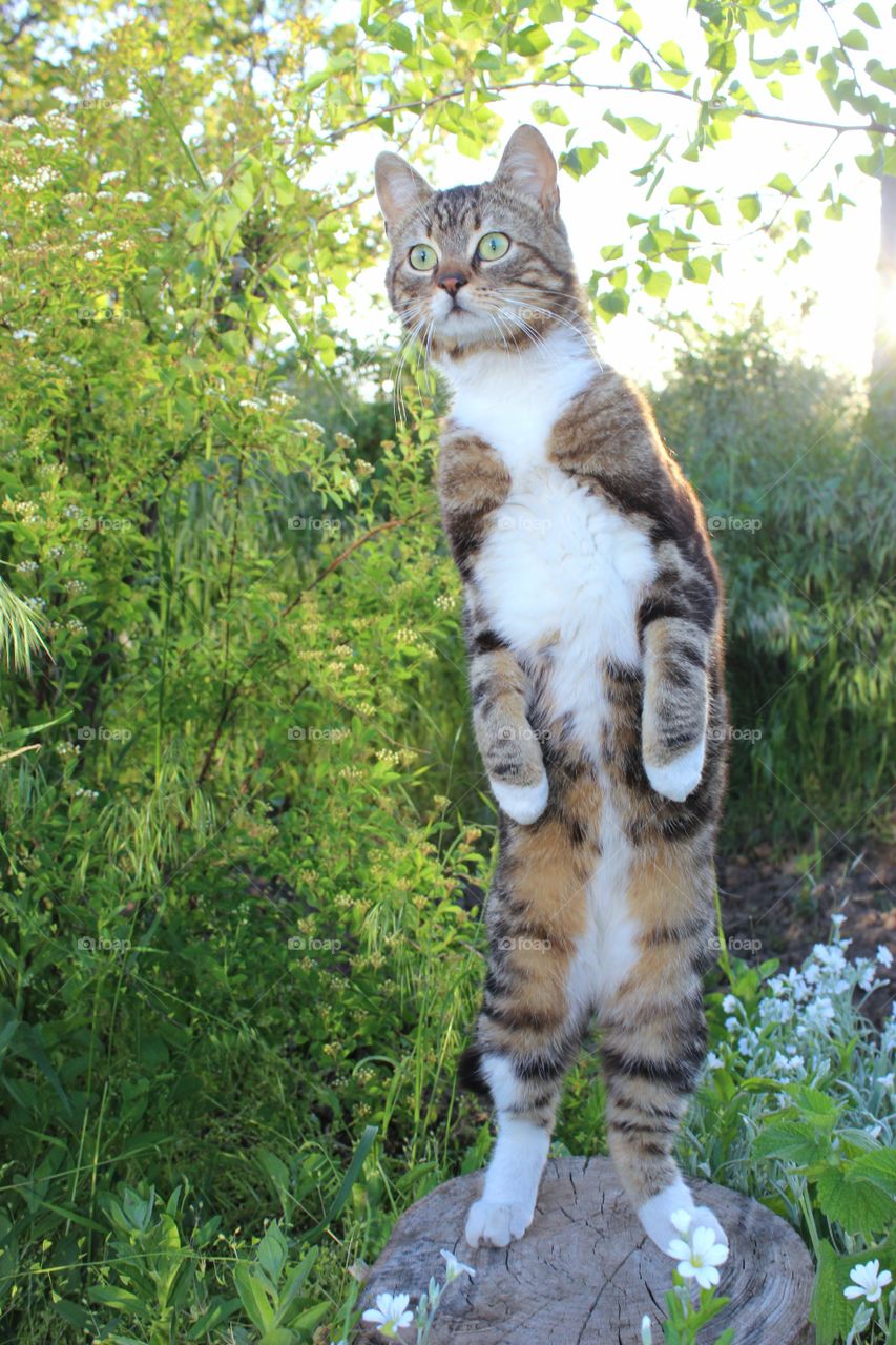 a cat standing on a stump