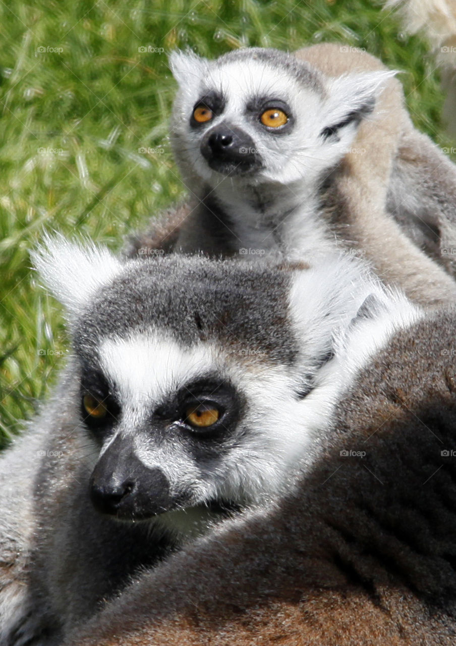 Lemur with baby 