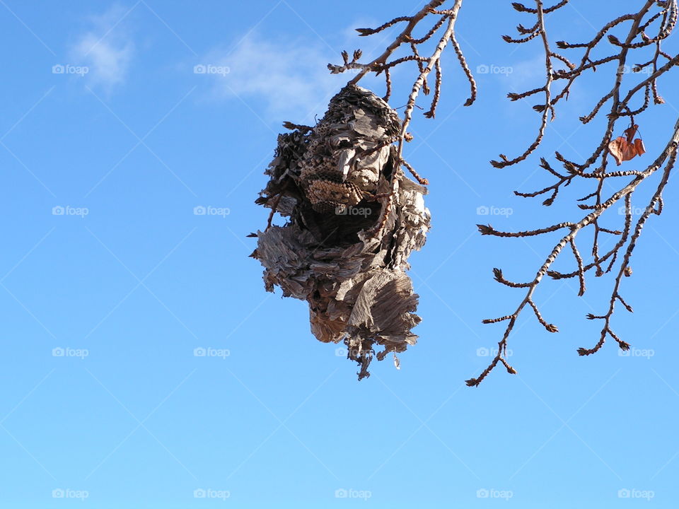 Storms dismantle wasp nest