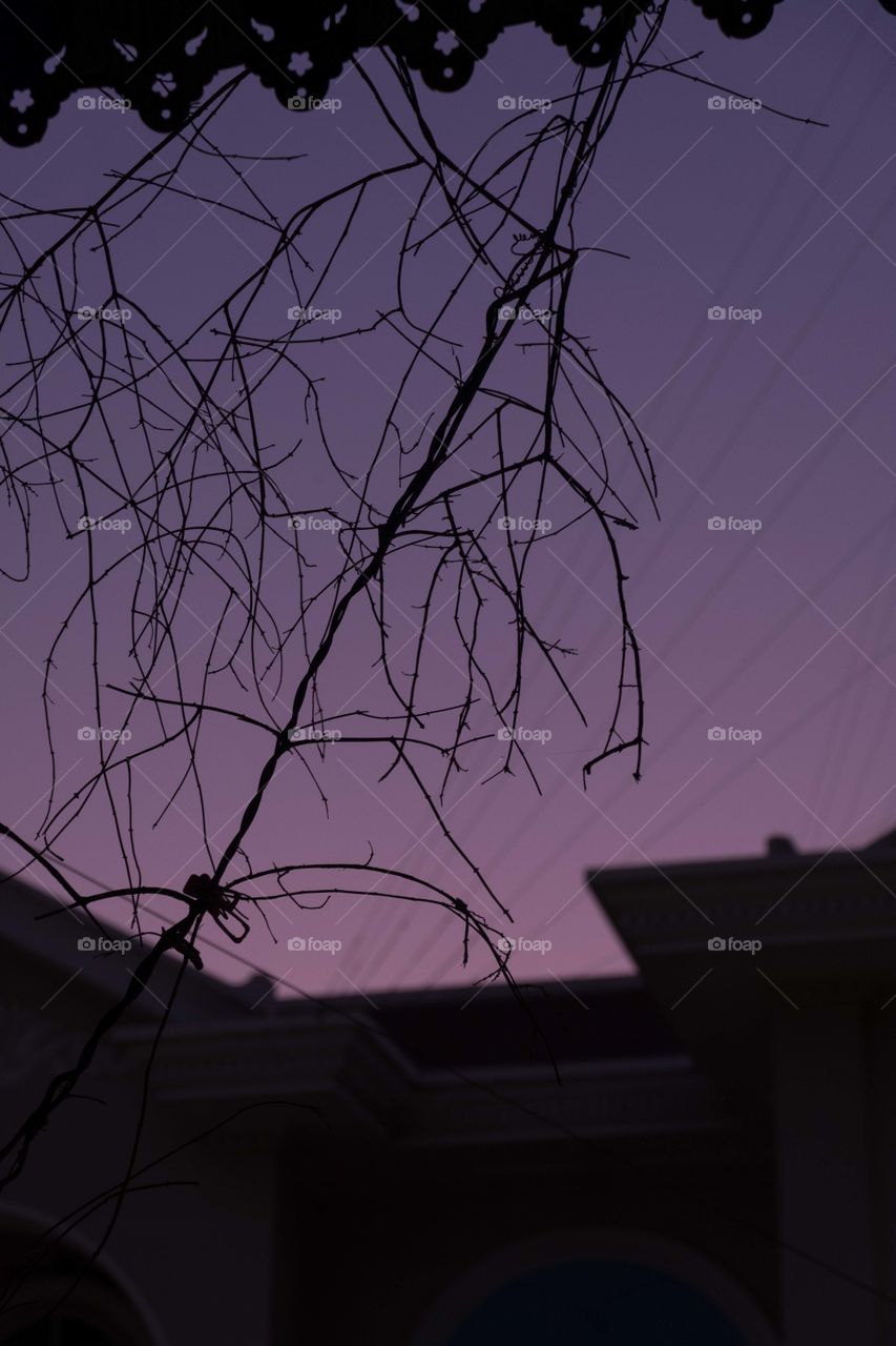 Violet sunset behind silhouette of tree branches