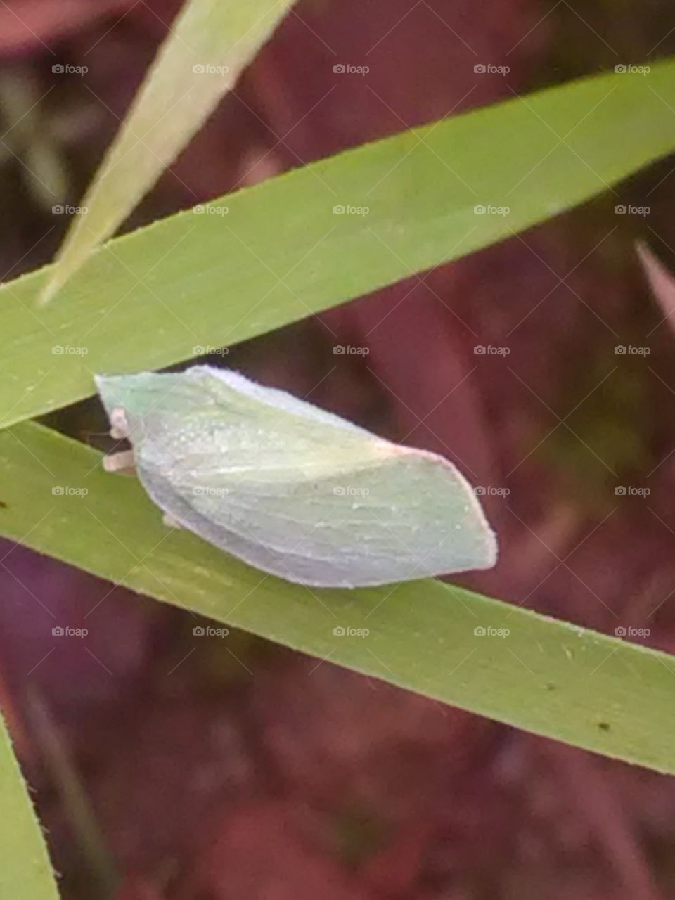 That is a very beautiful flyer insect that is called in hindi 'PATANGA'.