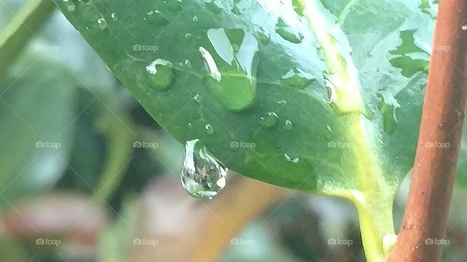 H2 O, Drop, Leaf, Wet, Rain