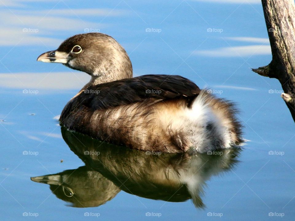 Reflection of Pie Billed Grebe