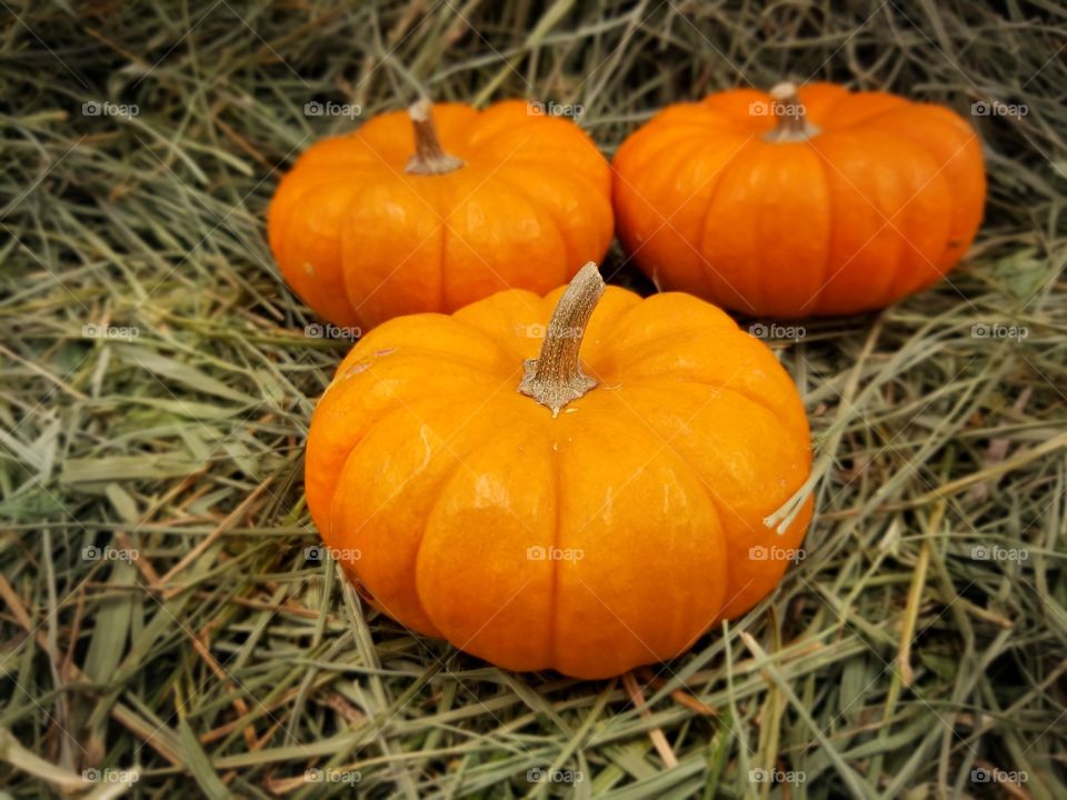 pumpkin season