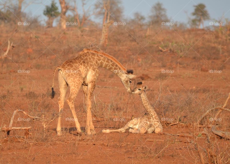 Momma and baba giraffe 