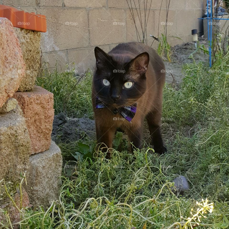 domestic cat on the prowl, exploration of the back yard is a favorite activity of the handsome Mordecai Montgomery