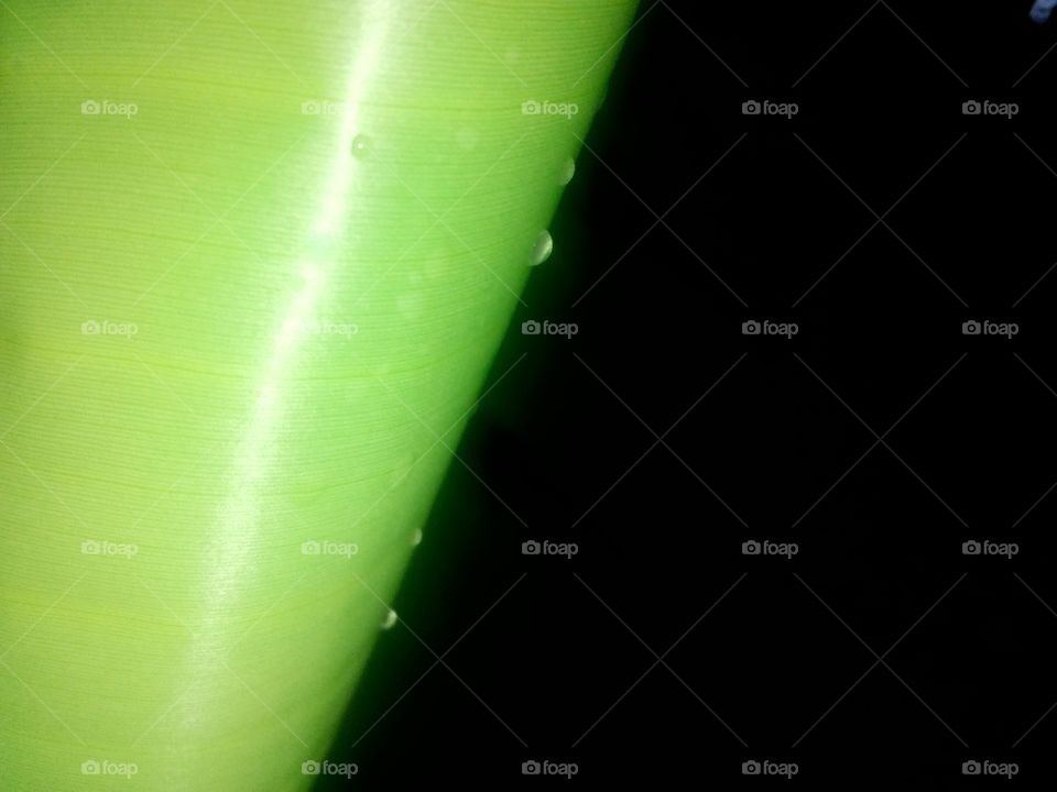 rolled banana leaf with water drops