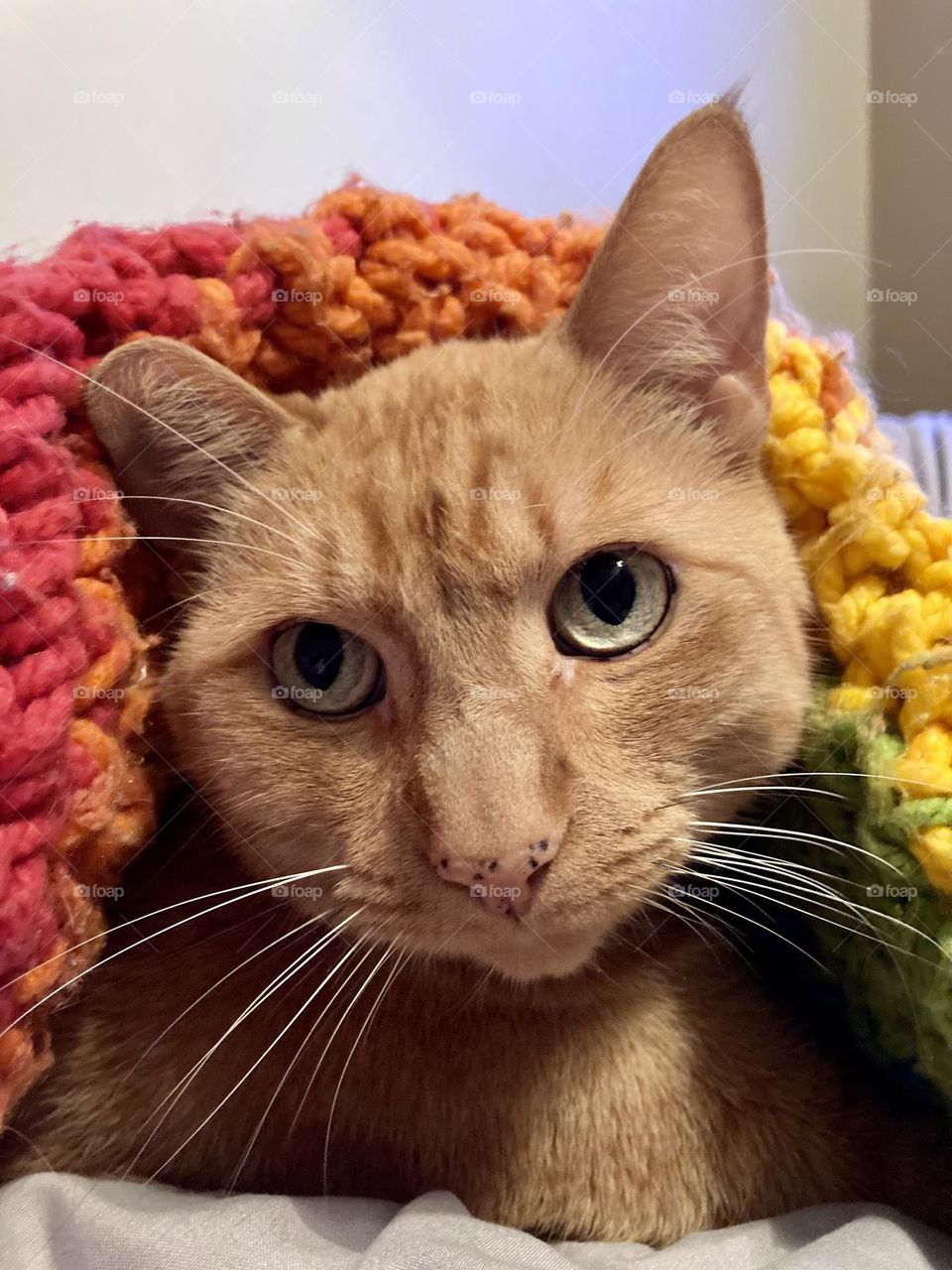 Silly kitty in a rainbow blanket 
