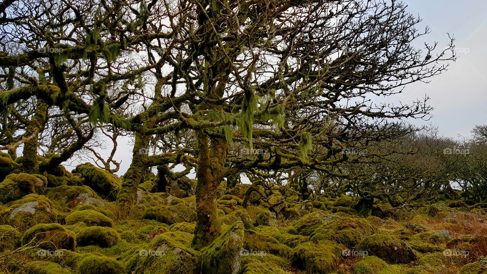 Stunted oaks