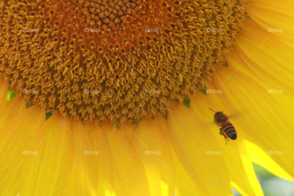 Sunflower and a bee