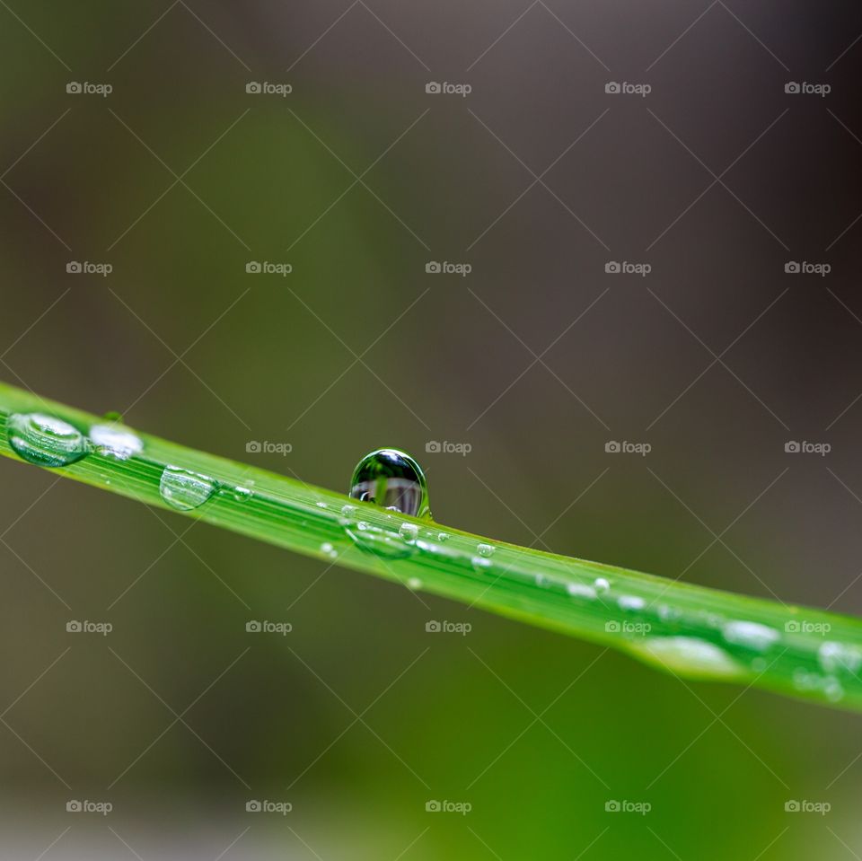 rain drops on leaf...