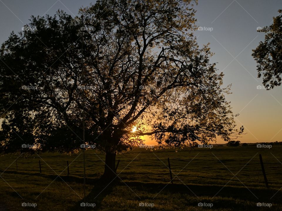 light through the trees