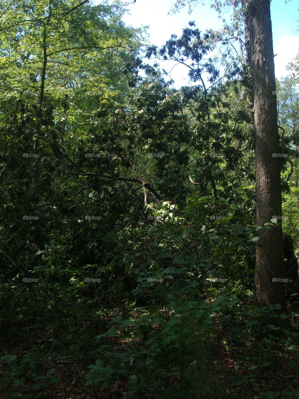 Tree, Wood, No Person, Landscape, Leaf