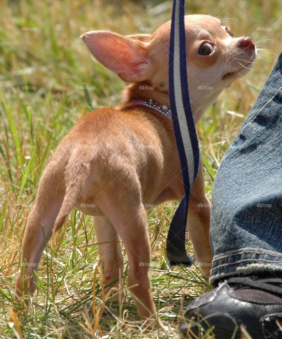 Chihuahua checks out things behind it b
