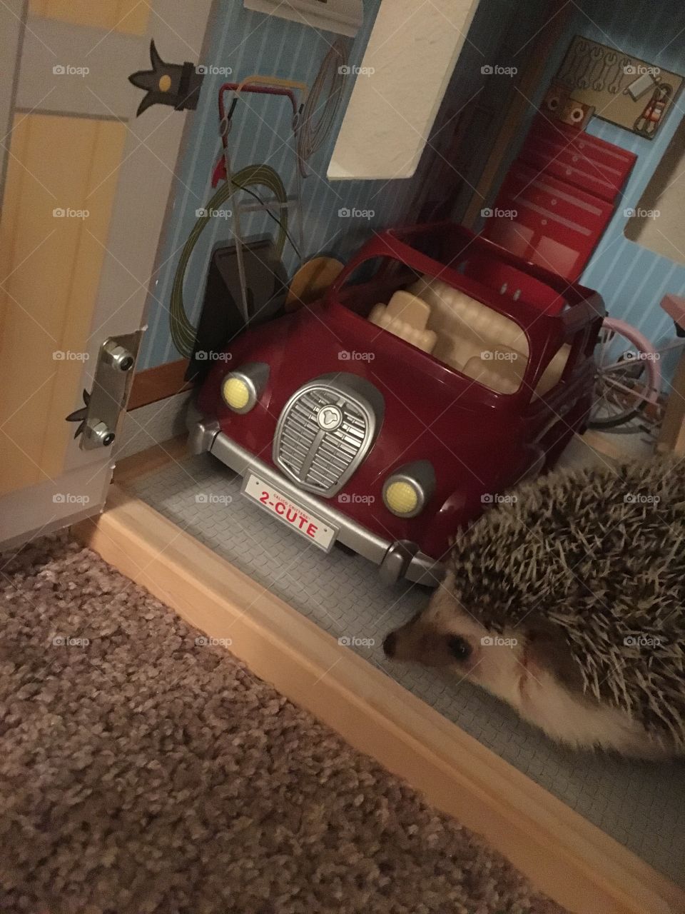 Hedgehog

