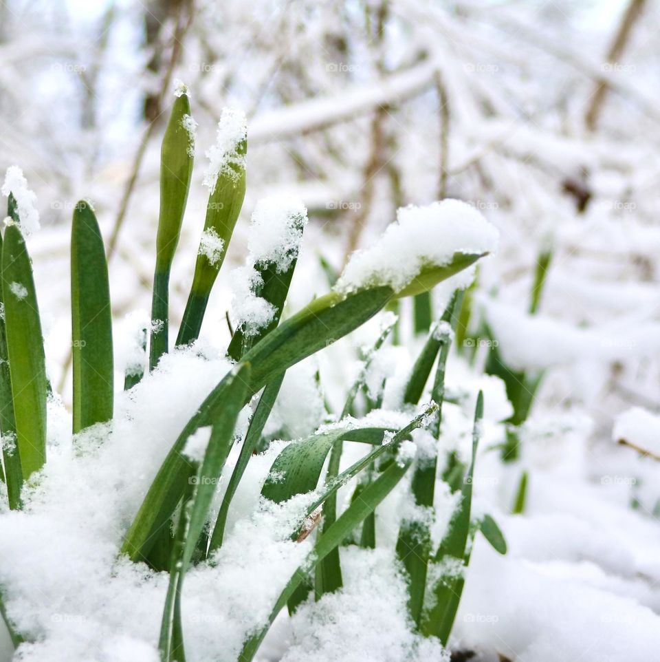 A spring snow covering daffodil plants