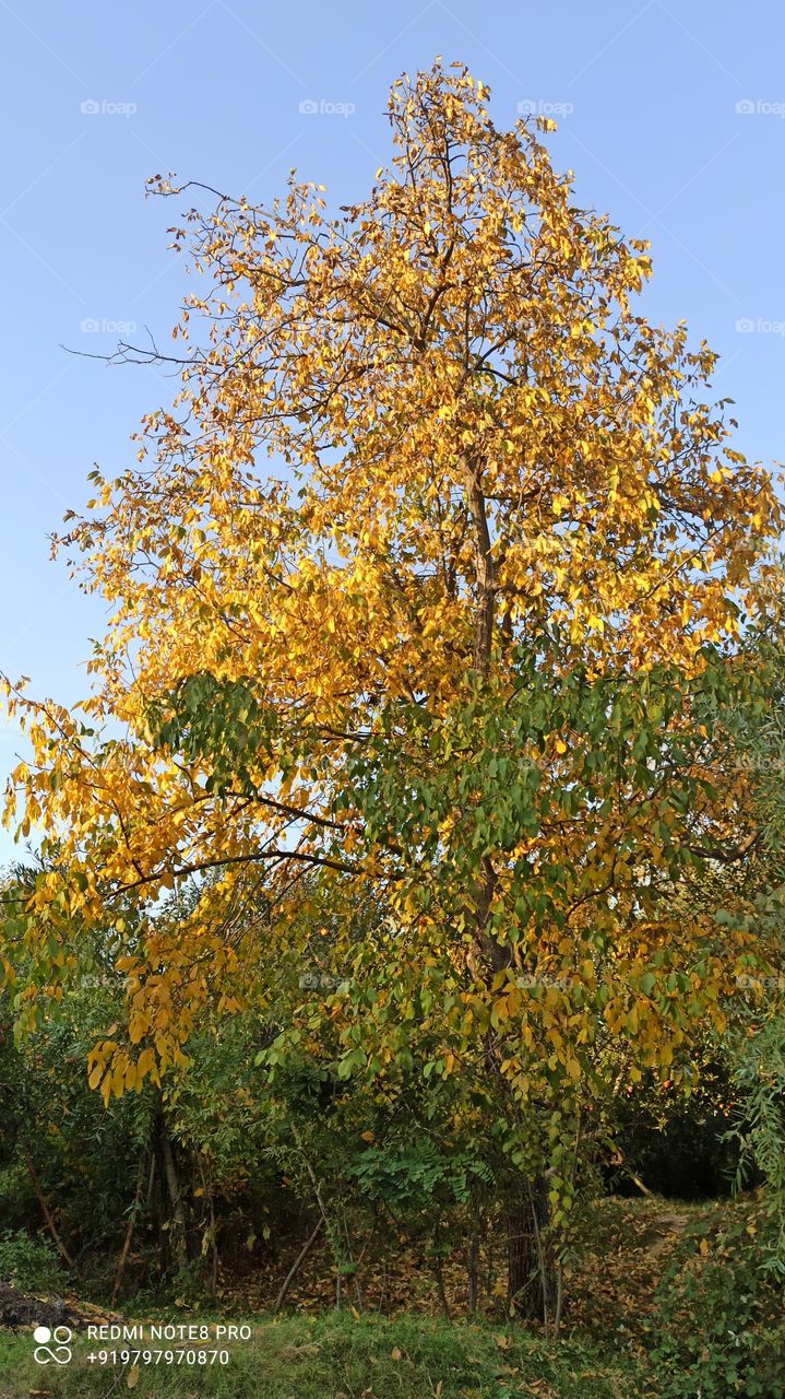Autumn season in  Infancy in Kashmir Valley in  Shopian area ; A beautiful  pic of  Wallnut tree in start of Autumn Season after it's fruit(Wallnut) has  been she'd Off/ harvested before setting of Autumn season.
