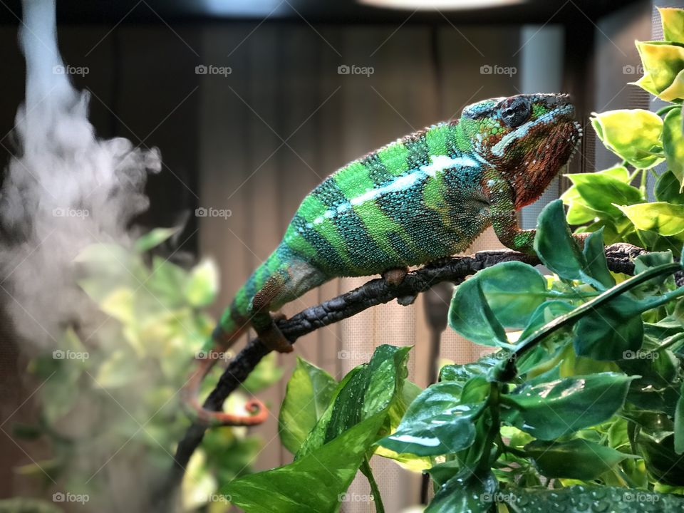 Nelson the Panther Chameleon