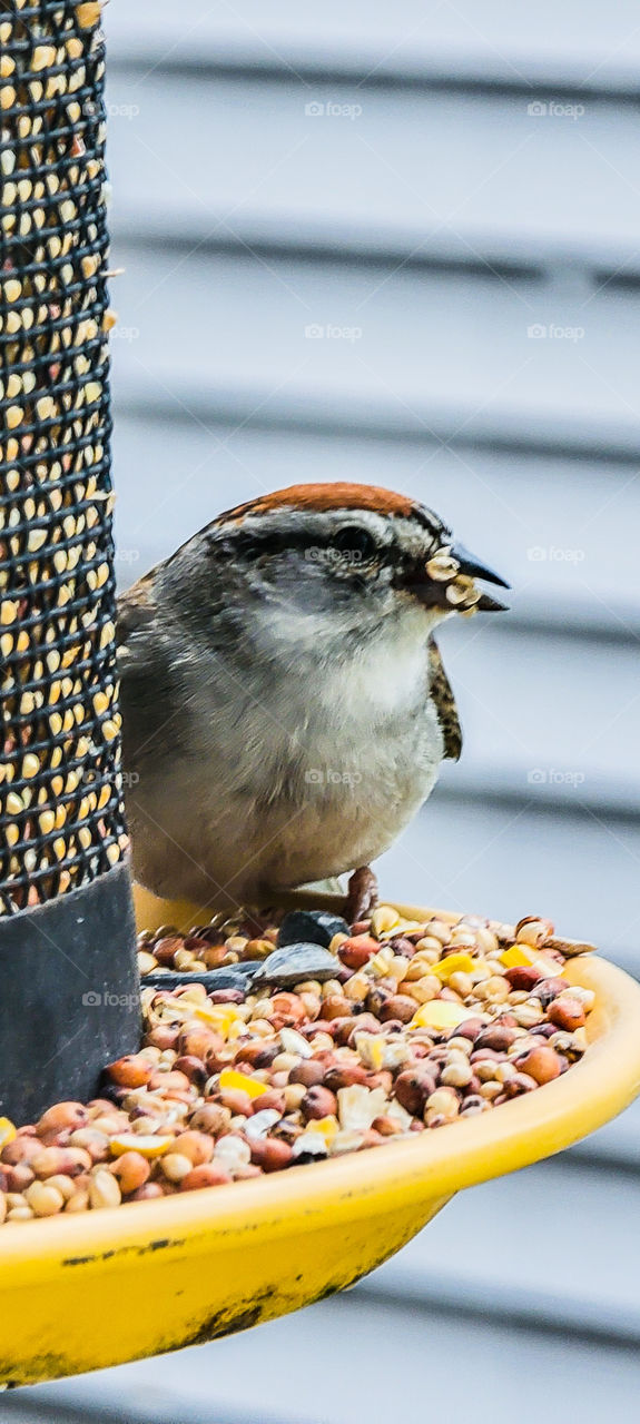 Sparrow on bird feeder
