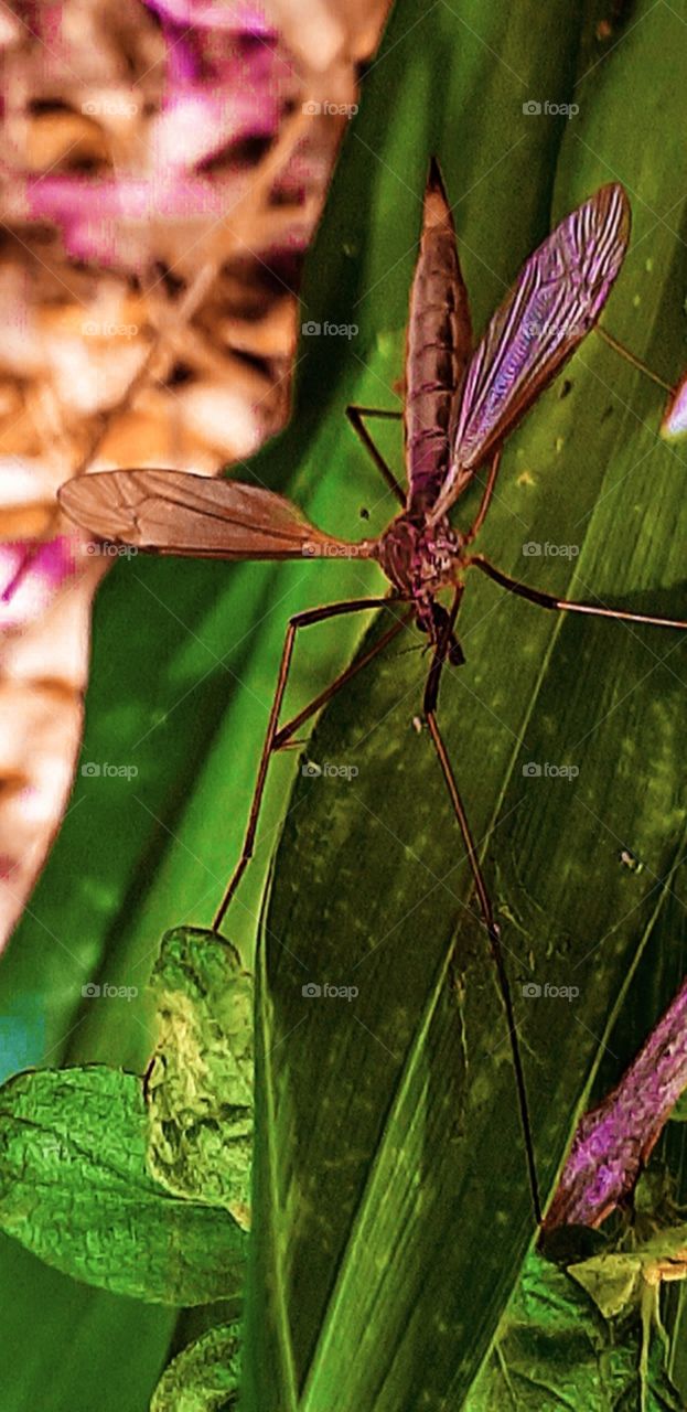 insect on a leaf in full color