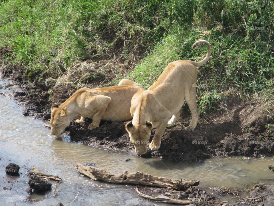 Lions drinking in Nogorogoro Crater