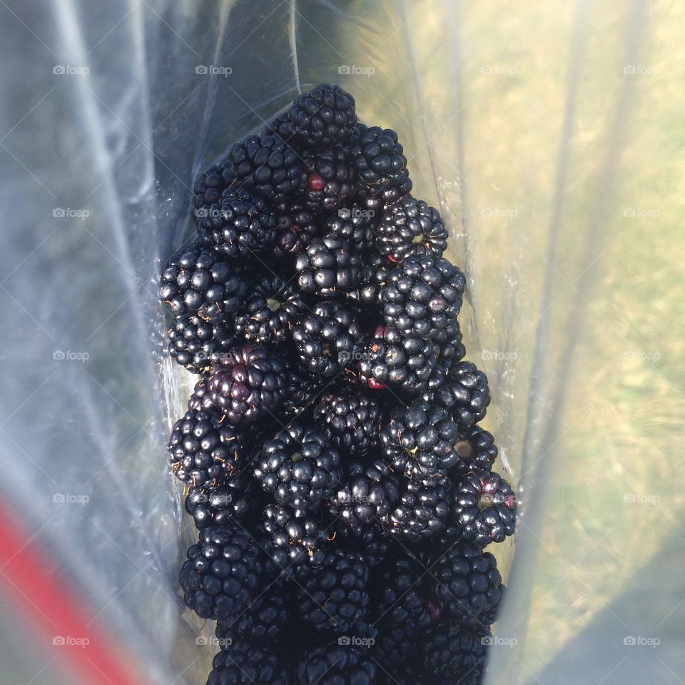 Blackberries freshly picked off the hedgerows 
