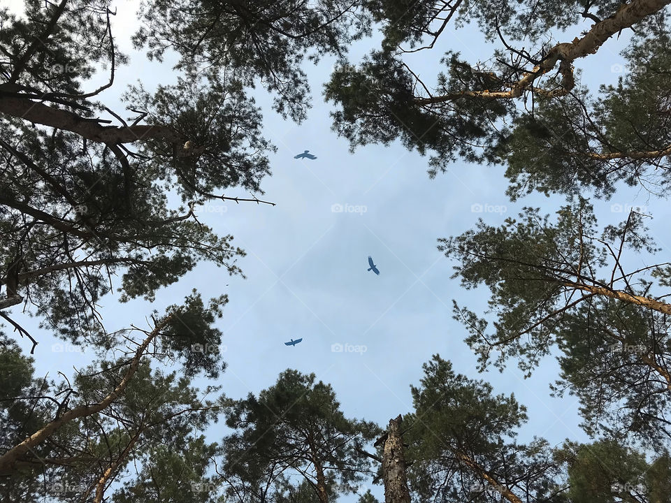Birds flying over the trees in the forest 