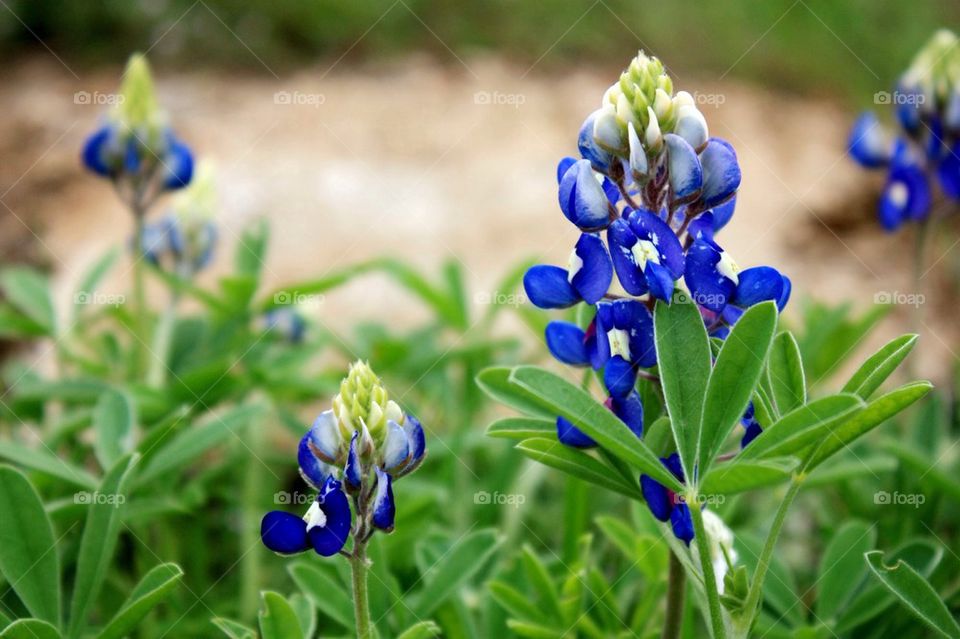 Blue Bonnet