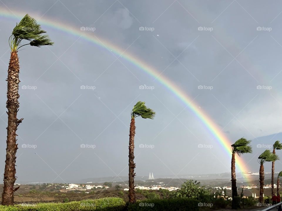 Rainbow on windy palm trees