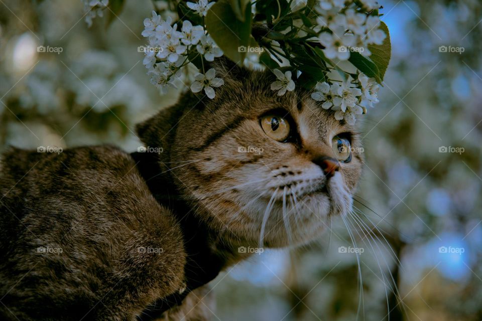 Scottish fold cat in the flowers