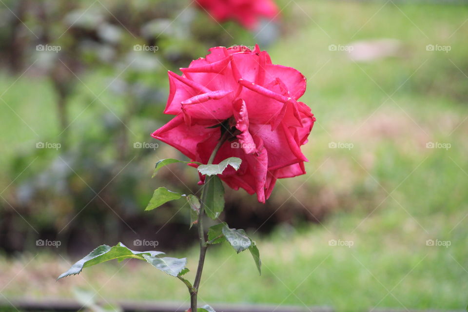 pink rose in gardern