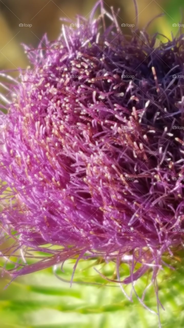 we saw this weed growing alone around very dry brush. The bright green and purple top stood out. This is a close up of the purple top.