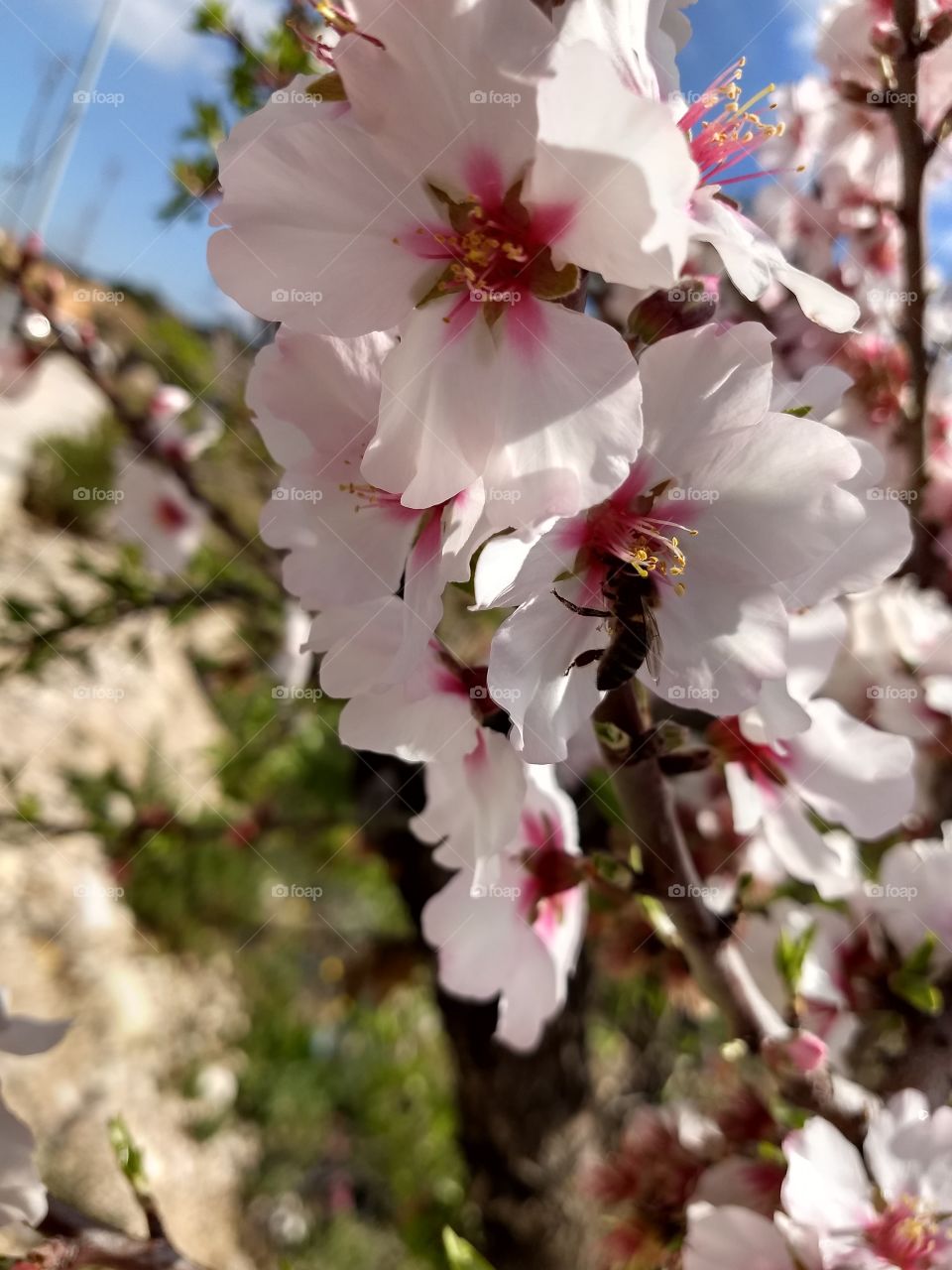 mandelblüte