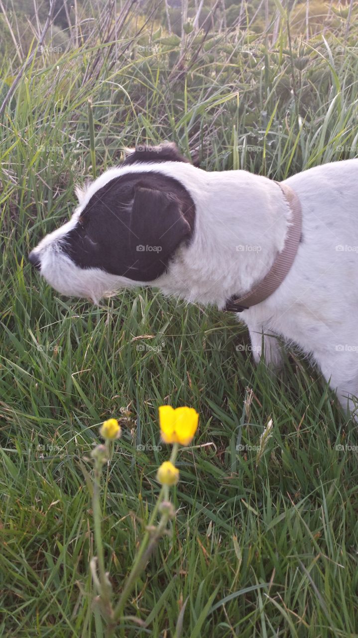 Patch and Buttercups