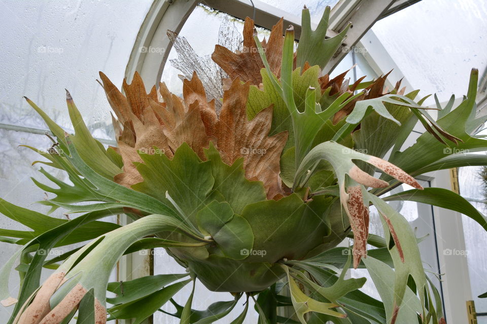 Parasitic plant in greenhouse 