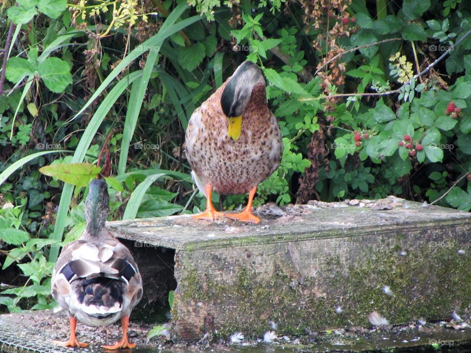 Podium ducks