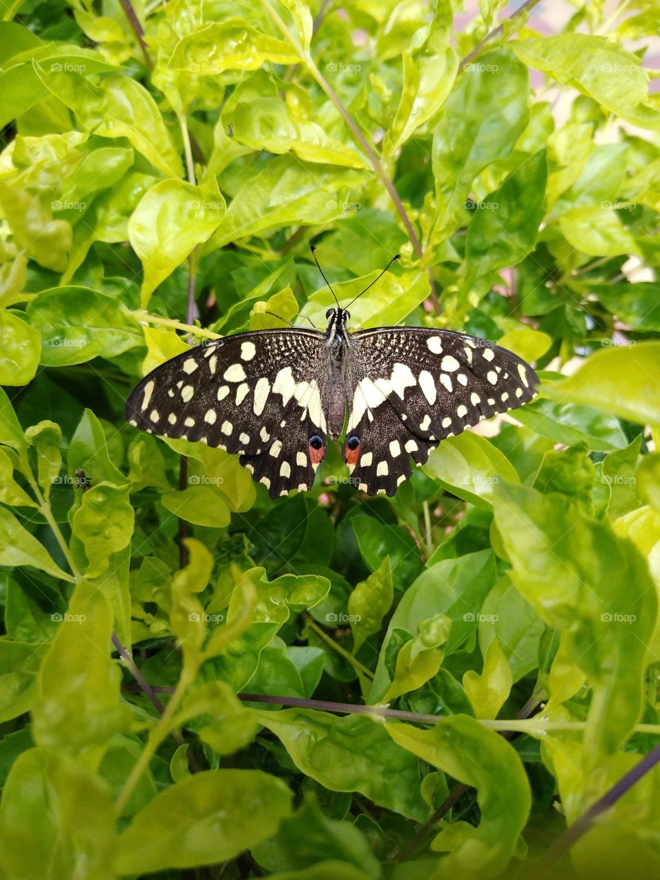 a beautiful black n grey butterfly flying in my garden