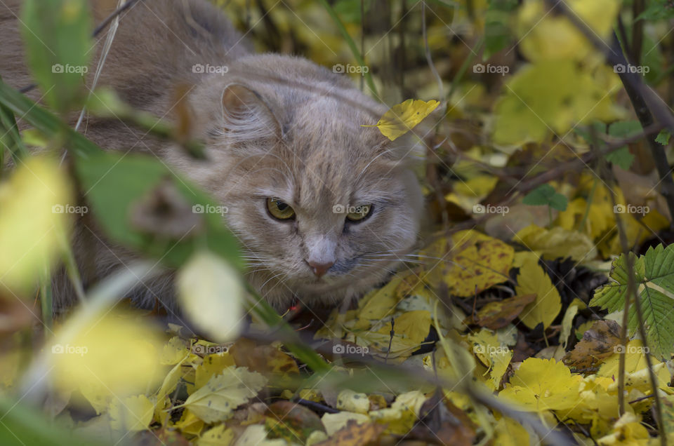 A light beige cat sits outside in the bushes in autumn surrounded by yellow leaves. Foxes fall on her. Autumn mood. A pet on the street.