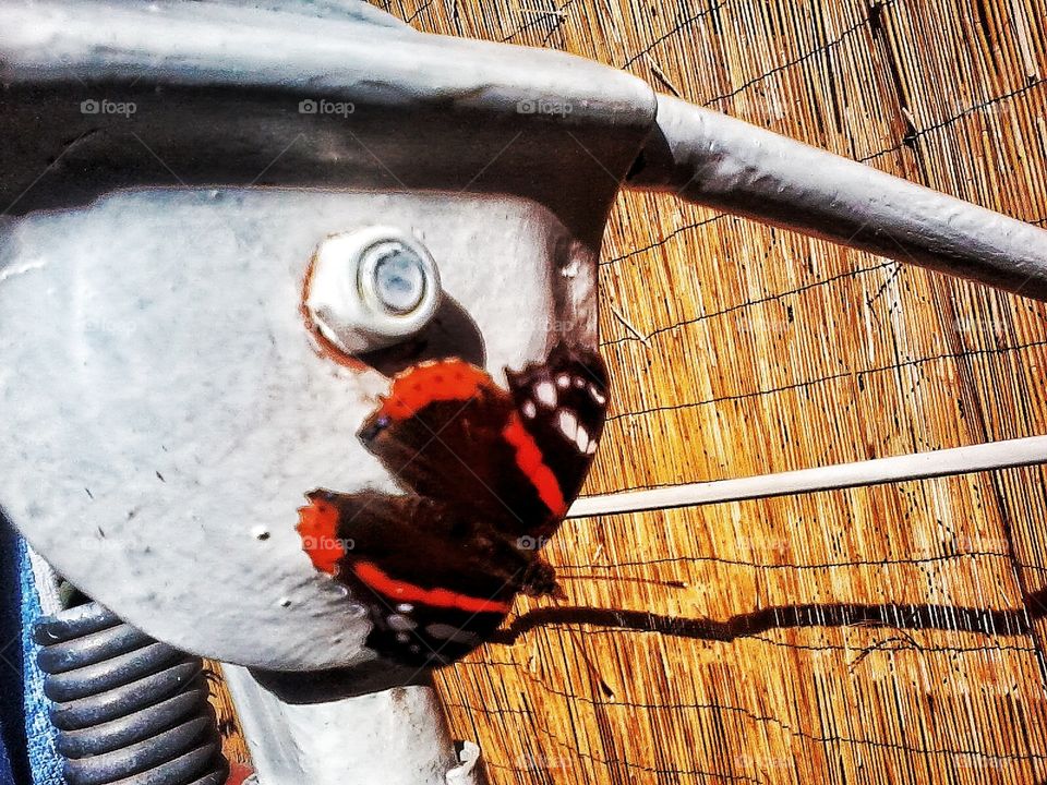 Butterfly in The garden